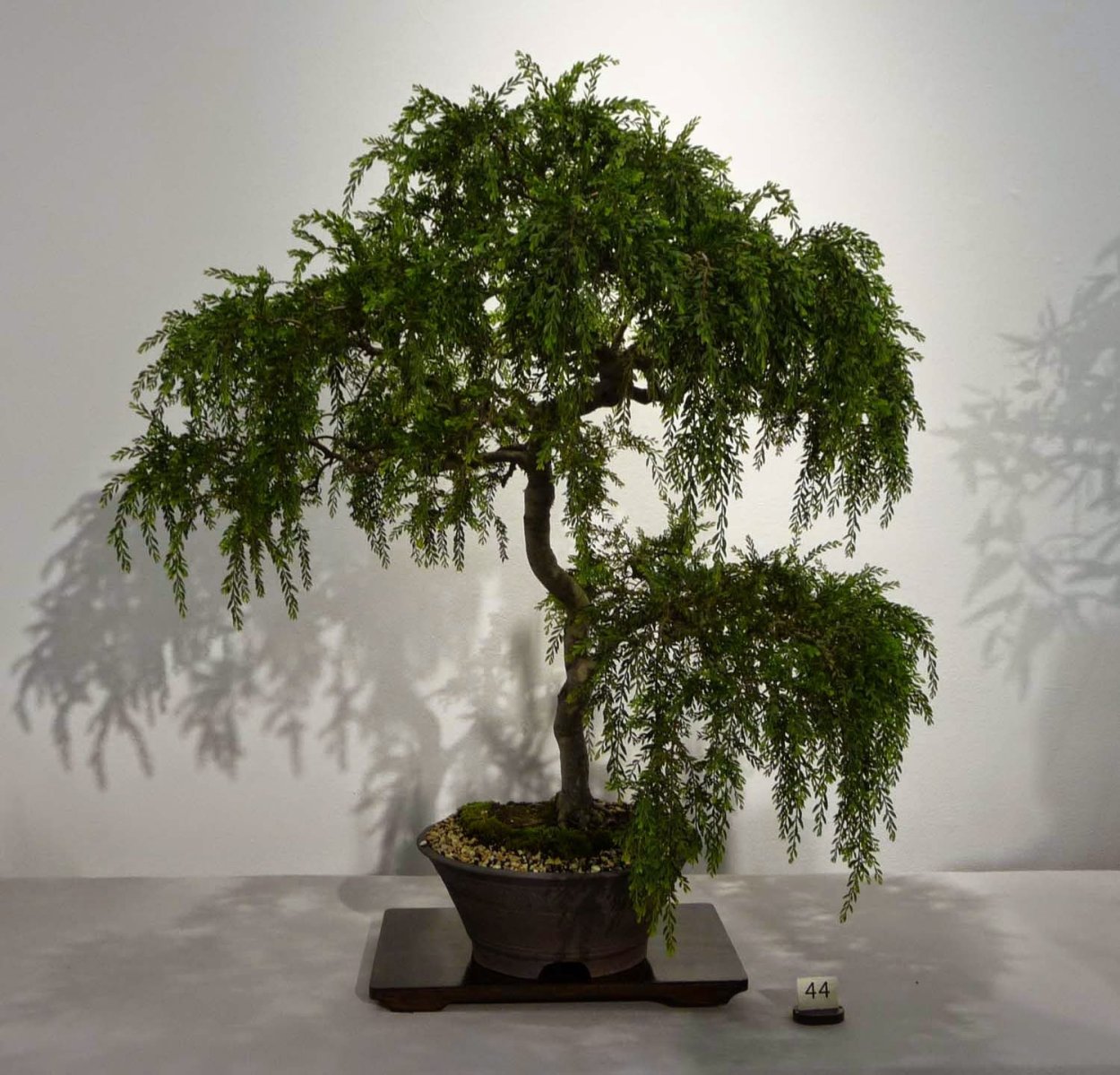 Бонсай ивовый