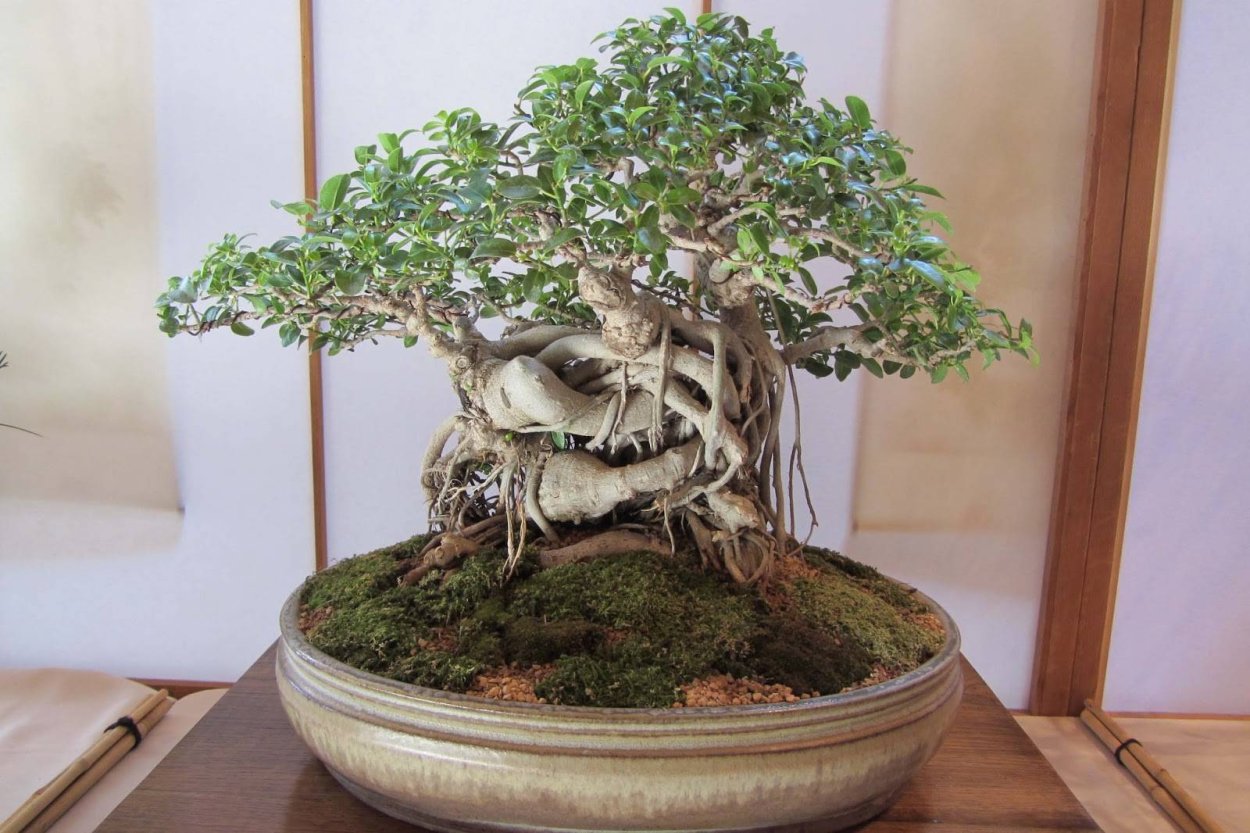 Бонсай Сакура из бисера