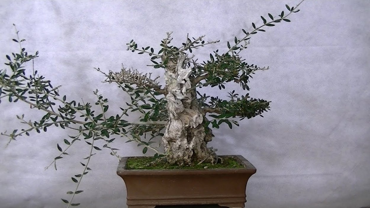 Дерево бонсай красное