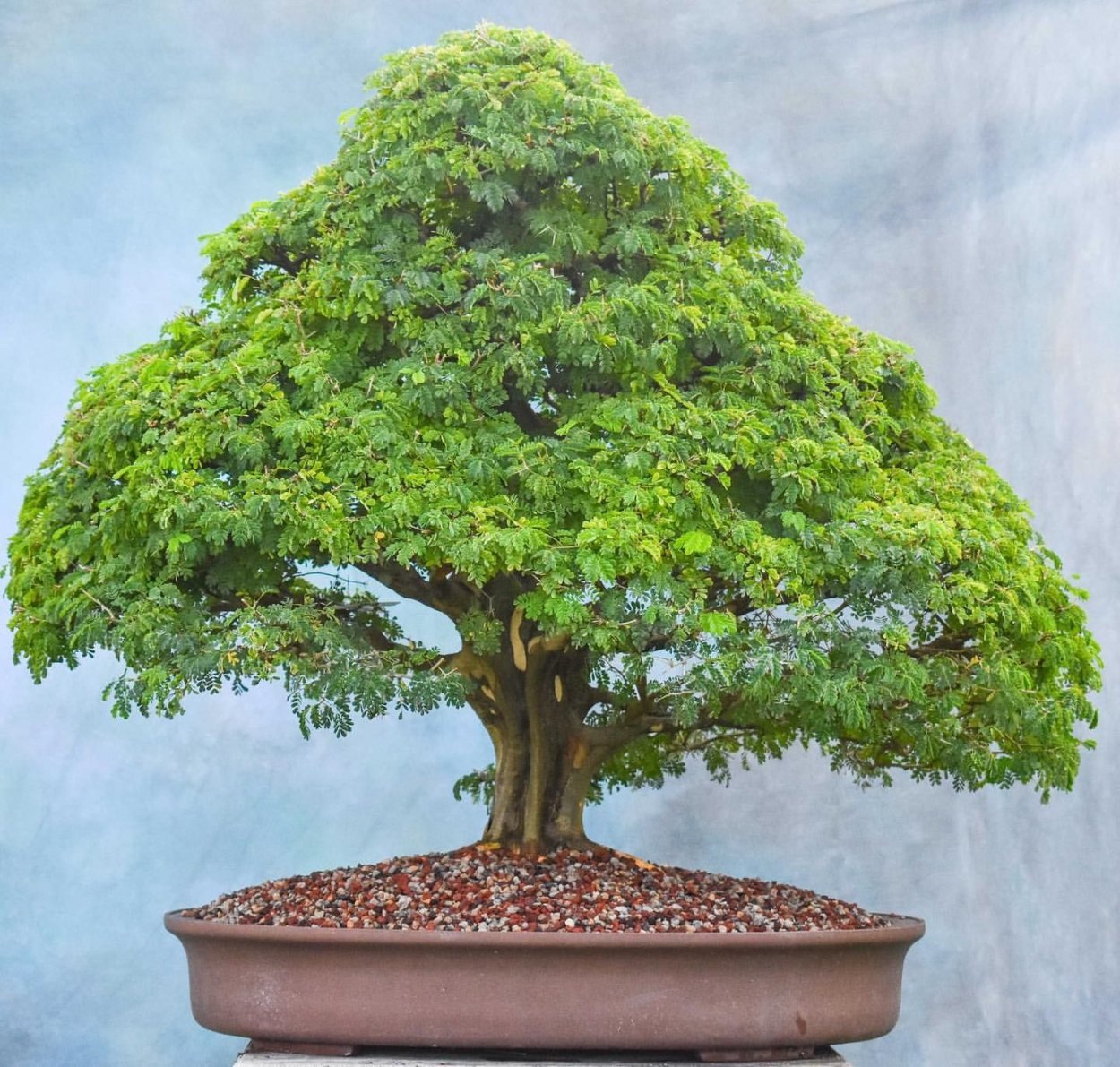 Акация Робиния бонсай