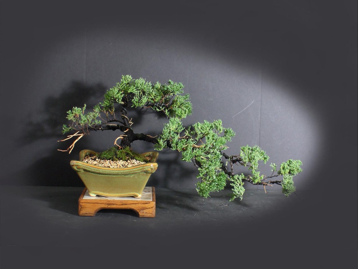 Кокосовый бонсай