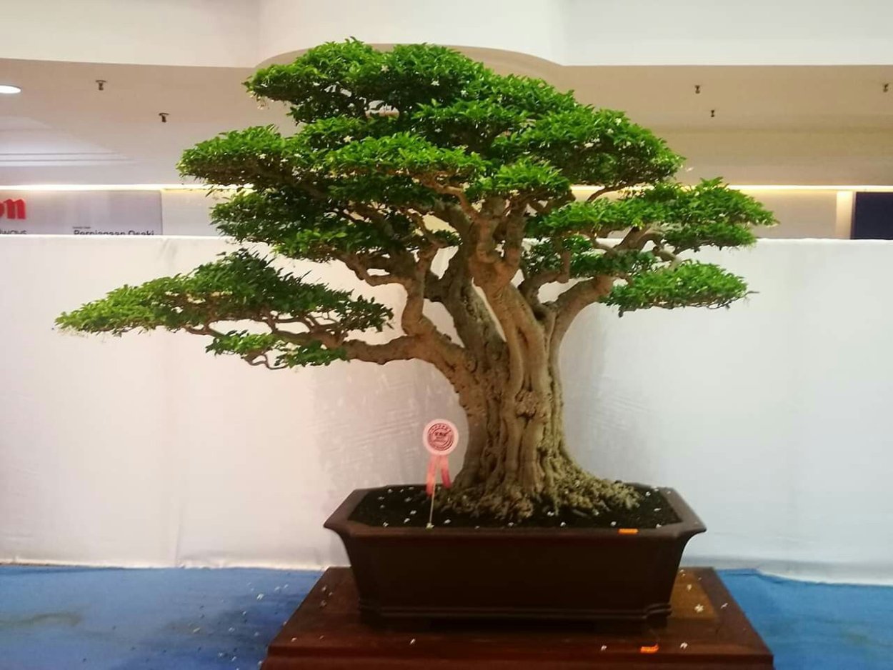 Белая Акация бонсай