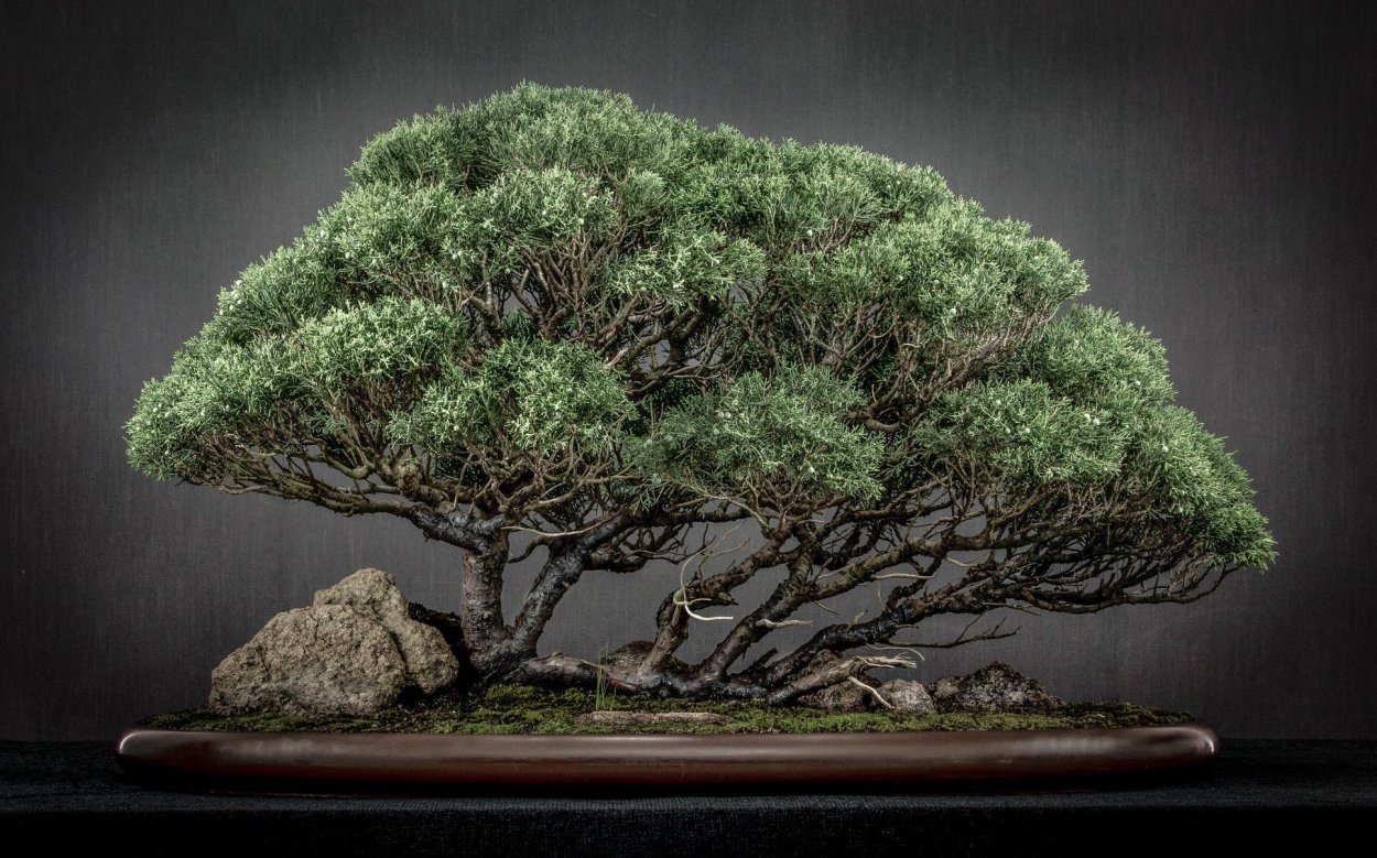 Бонсая из черёмухи