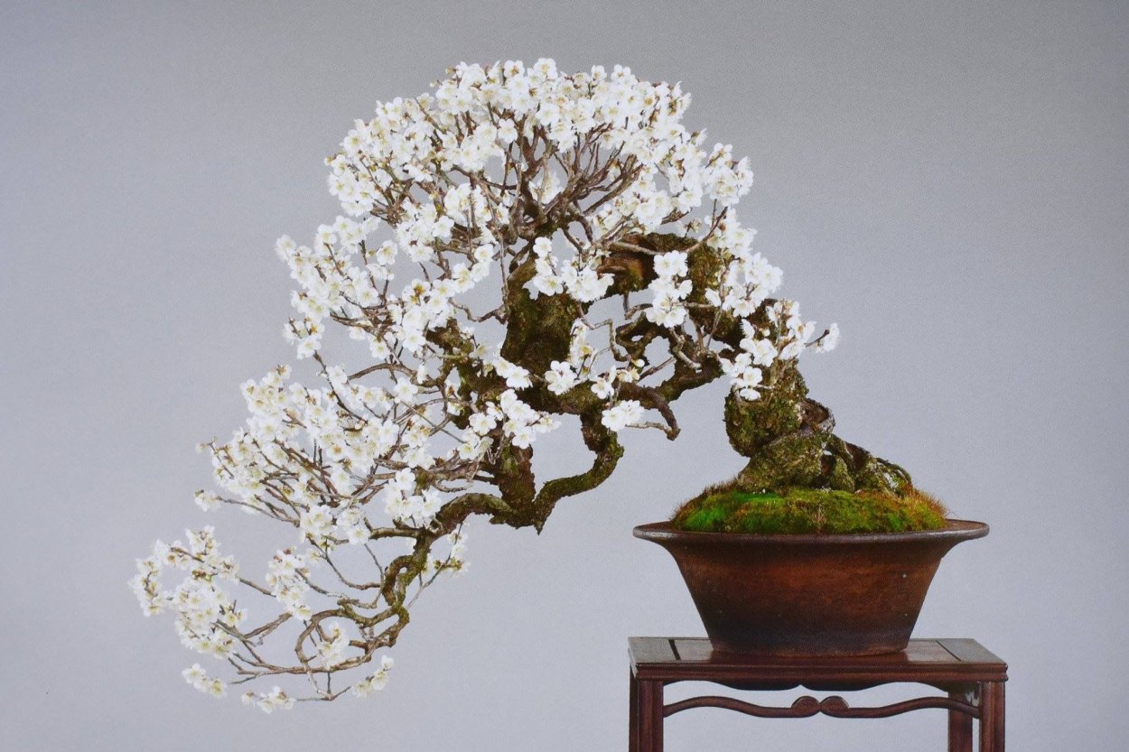 Бонсай Шахин