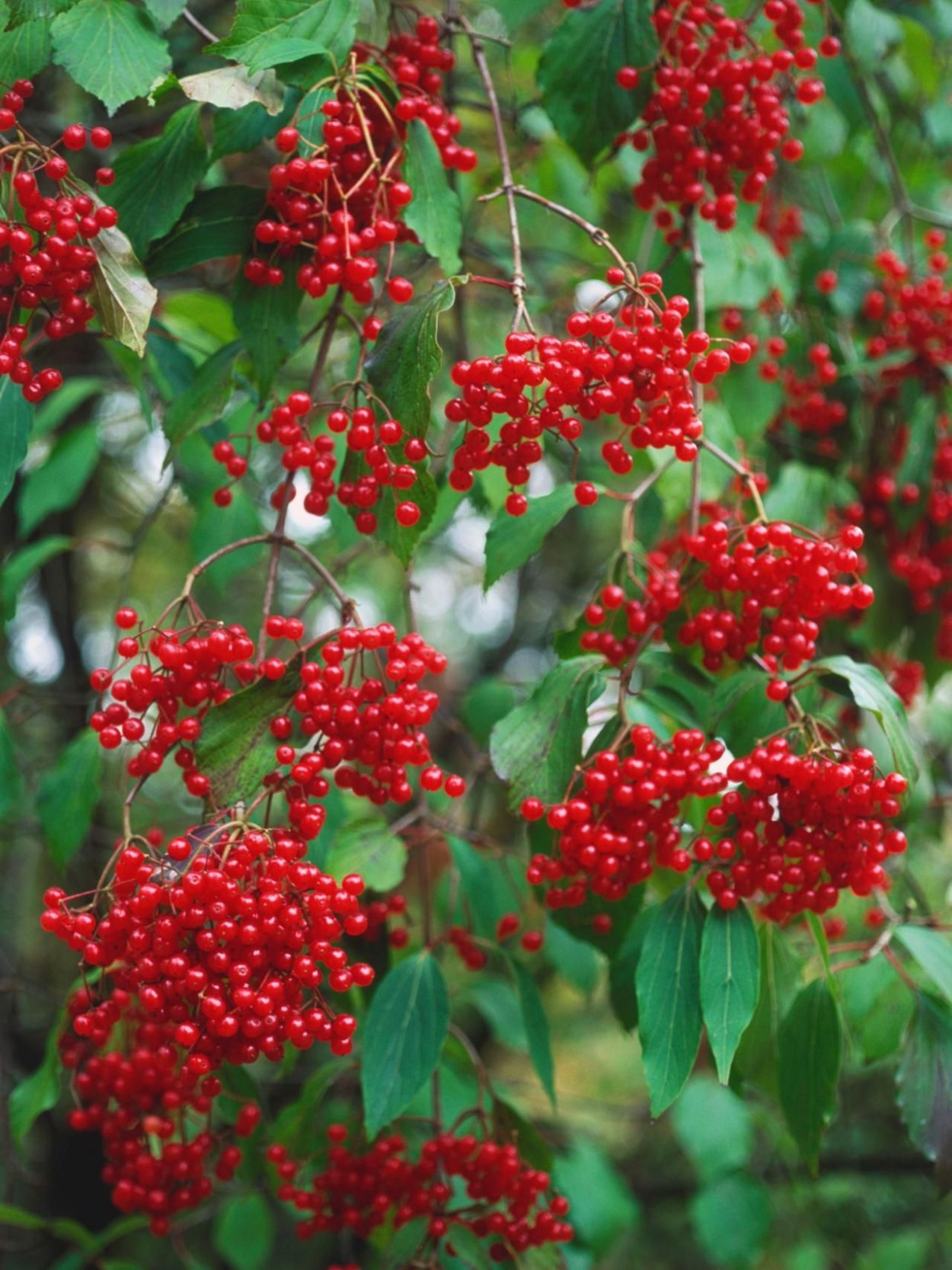 Дикорастущие кустарники Калина