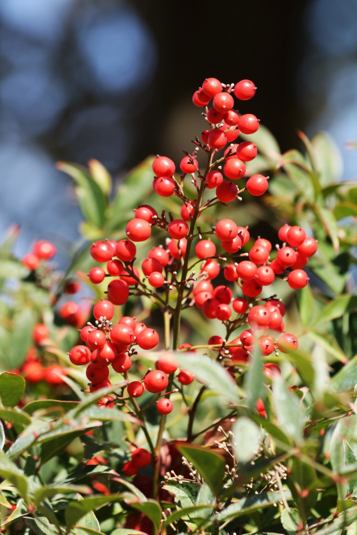 Кизильник габитус