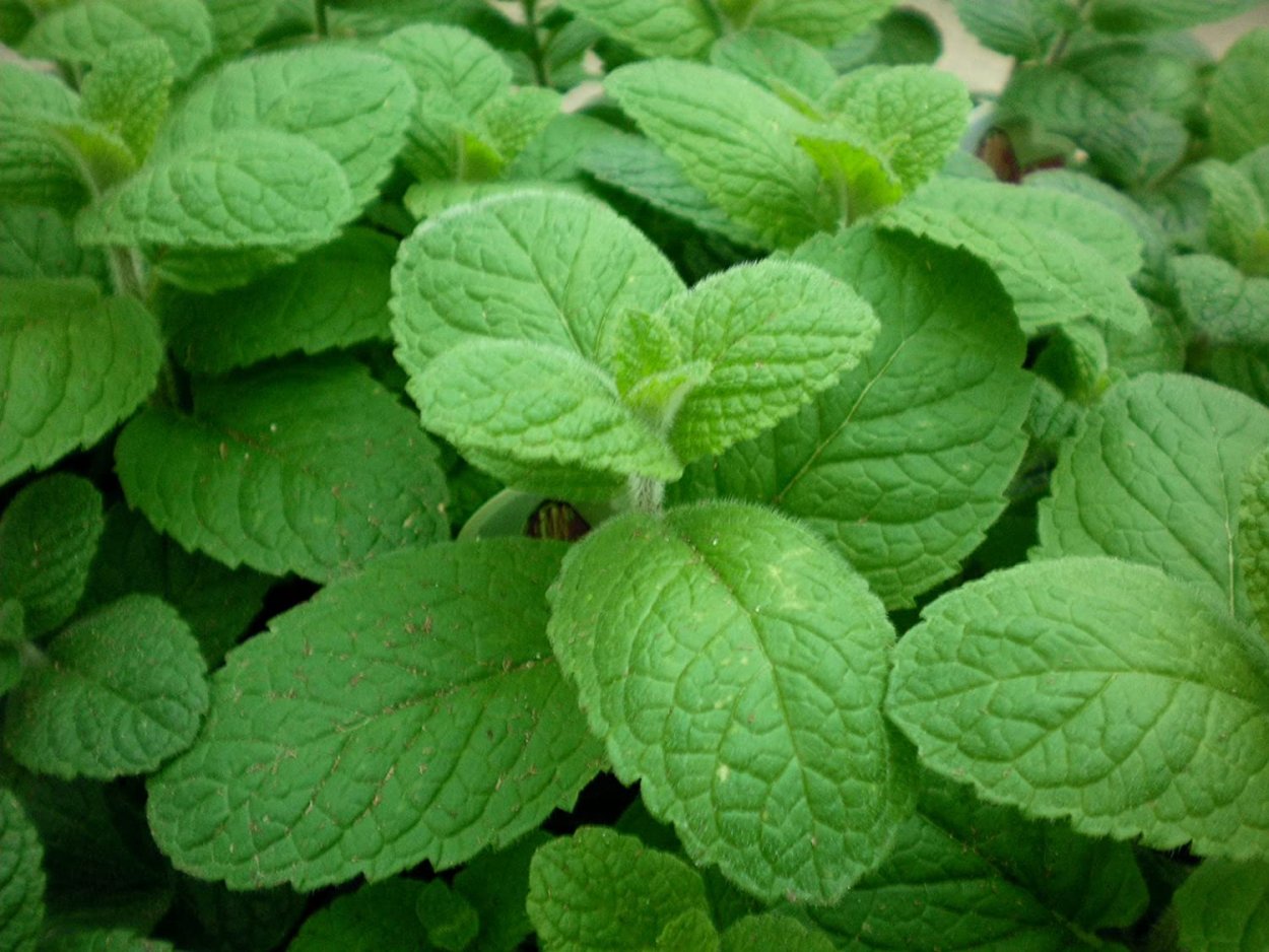 Мята швейцарская Swiss