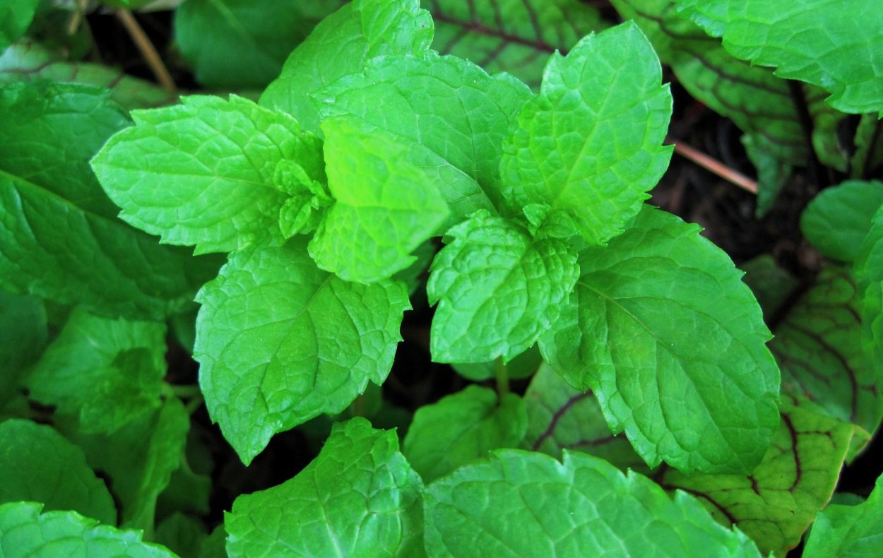 Мята перечная Ananasminze