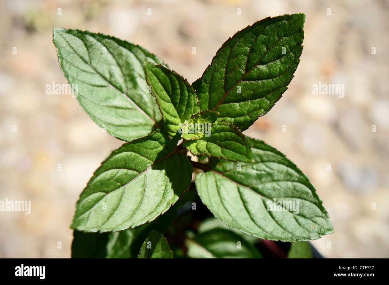 Мята двухцветная