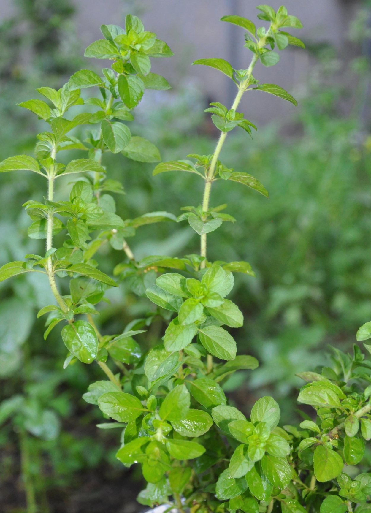 Mentha pulegium l.