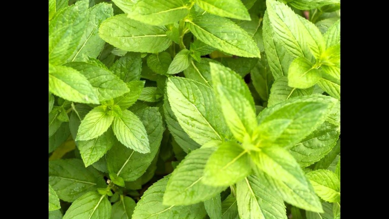 Египетская мята