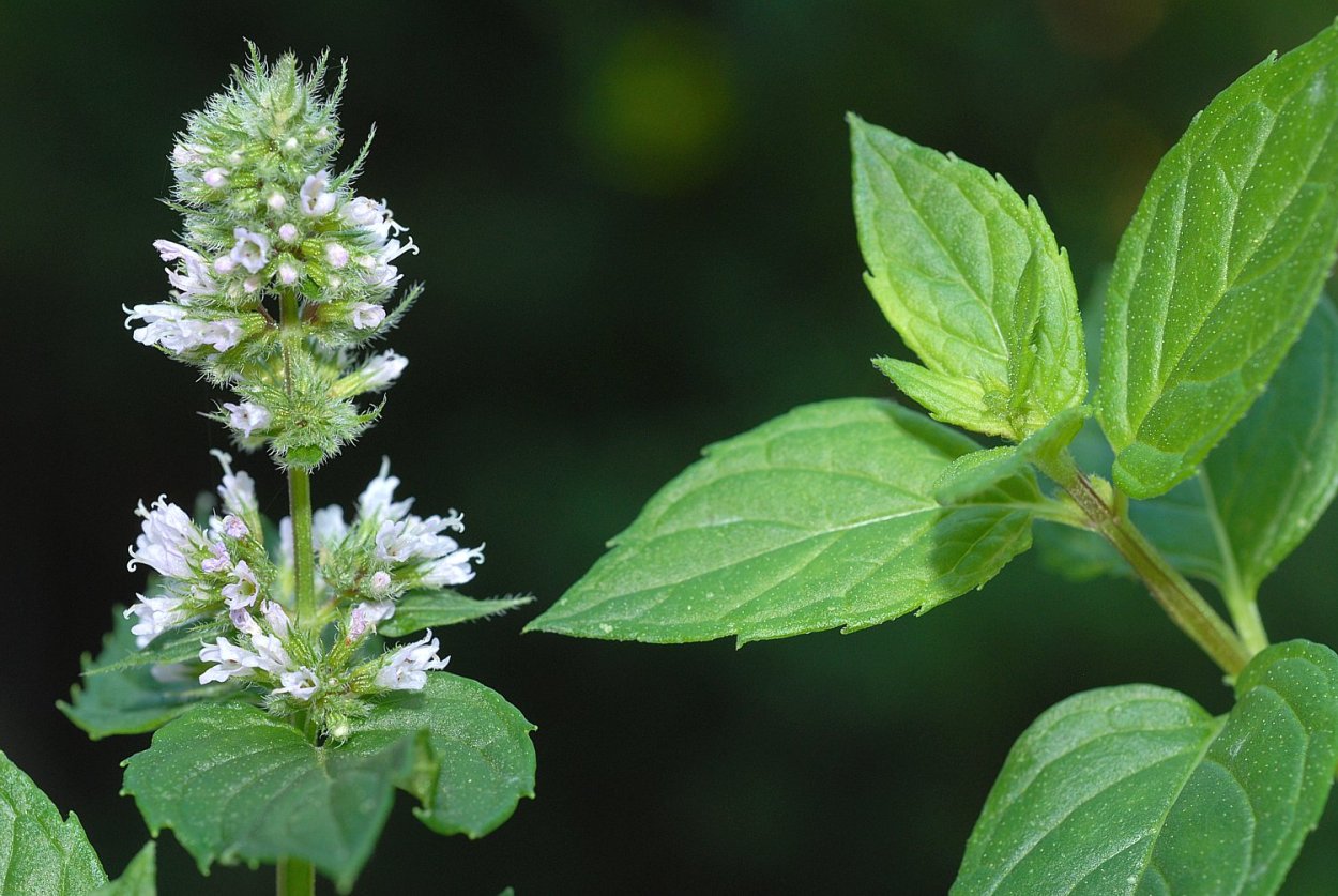 Mentha Chamomilla