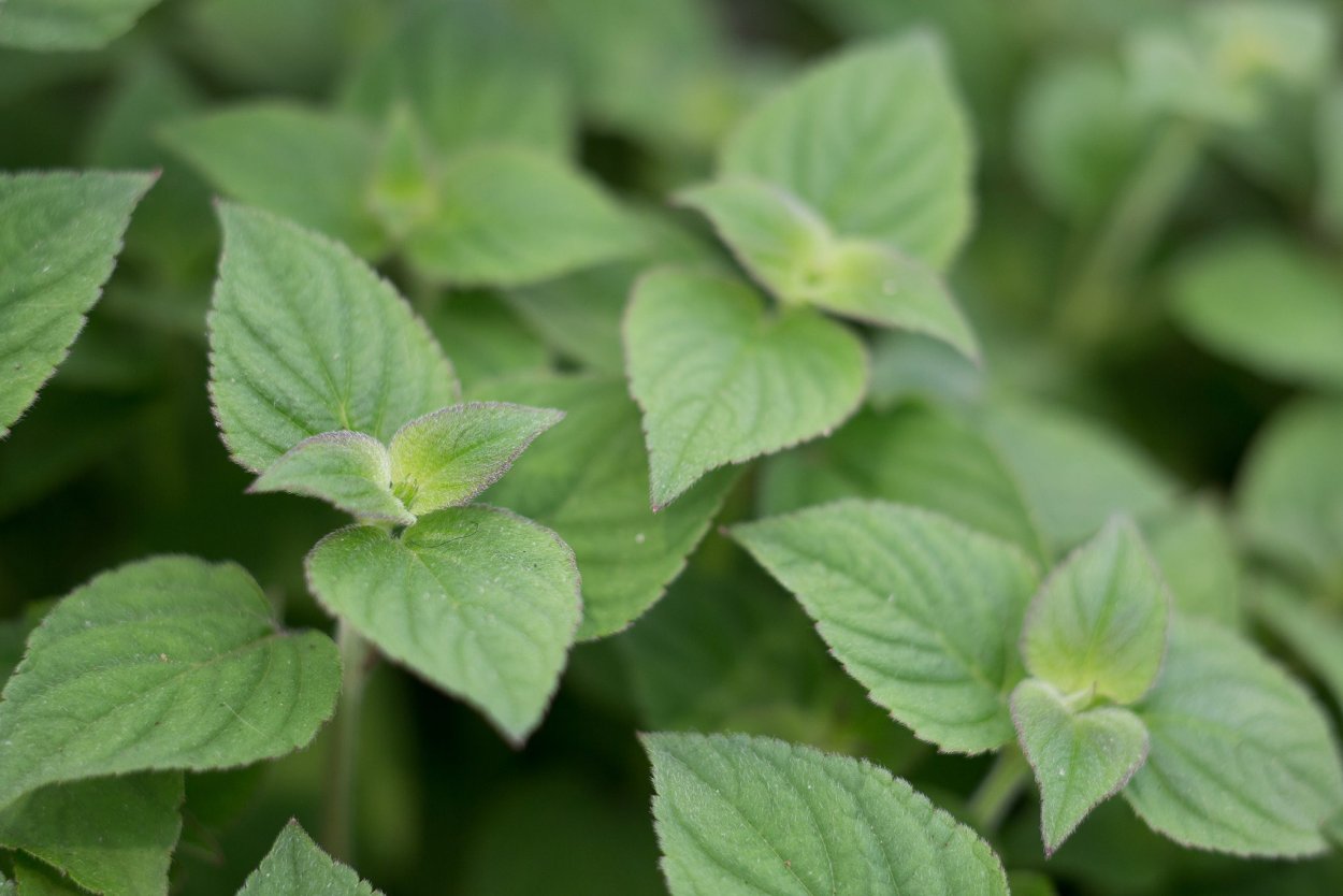 Mentha citrata