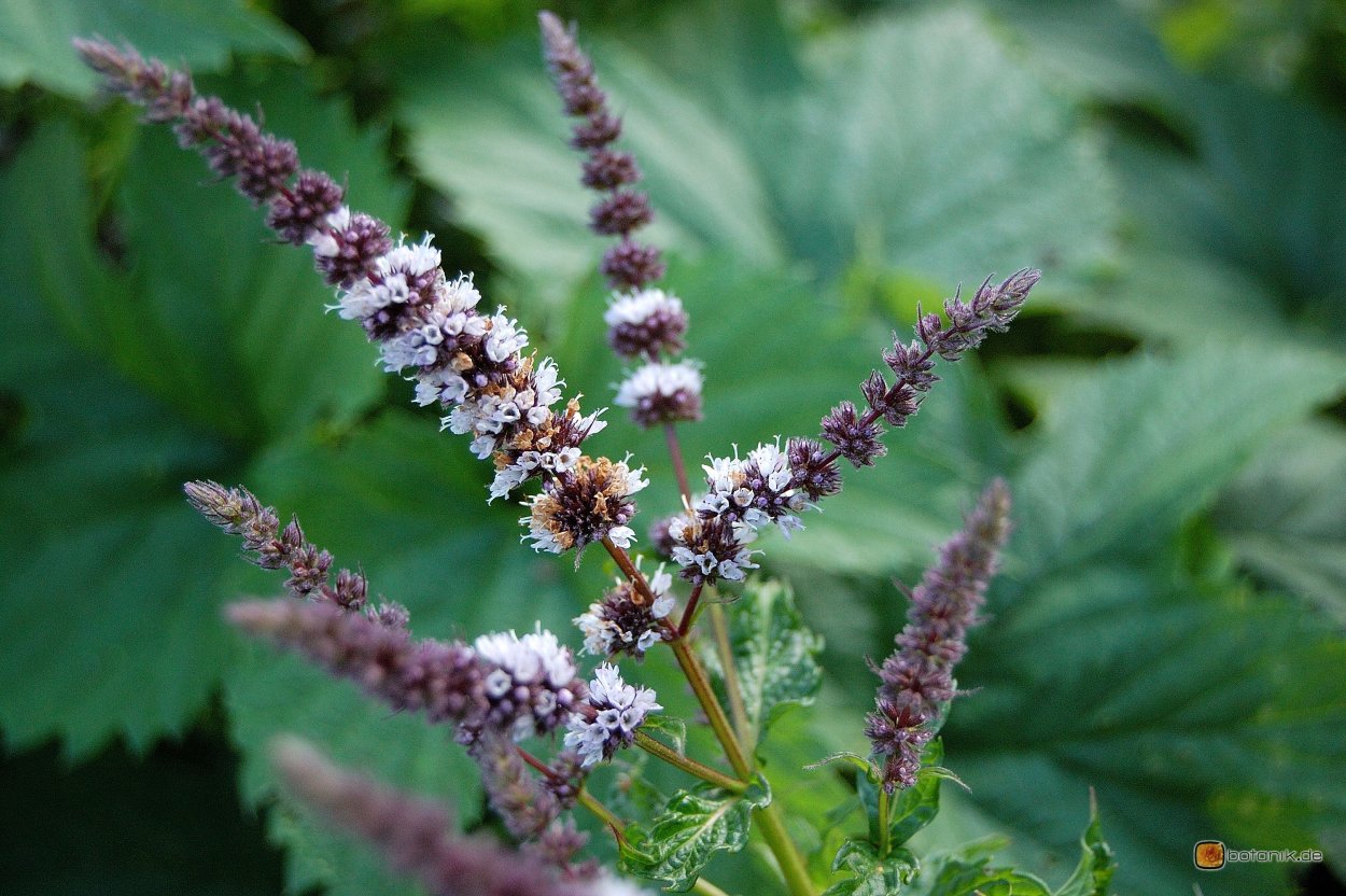 Мята колосковая(Mentha spicata l.)