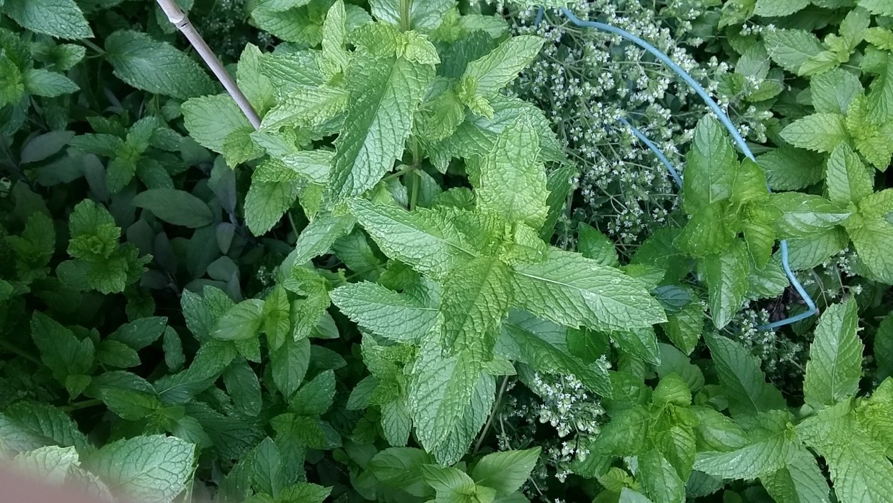 Растение похожее на мелиссу