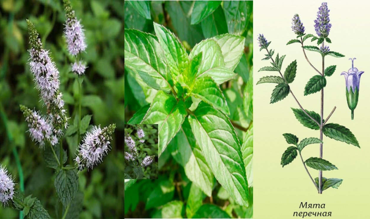 Мята перечная Пепперминт