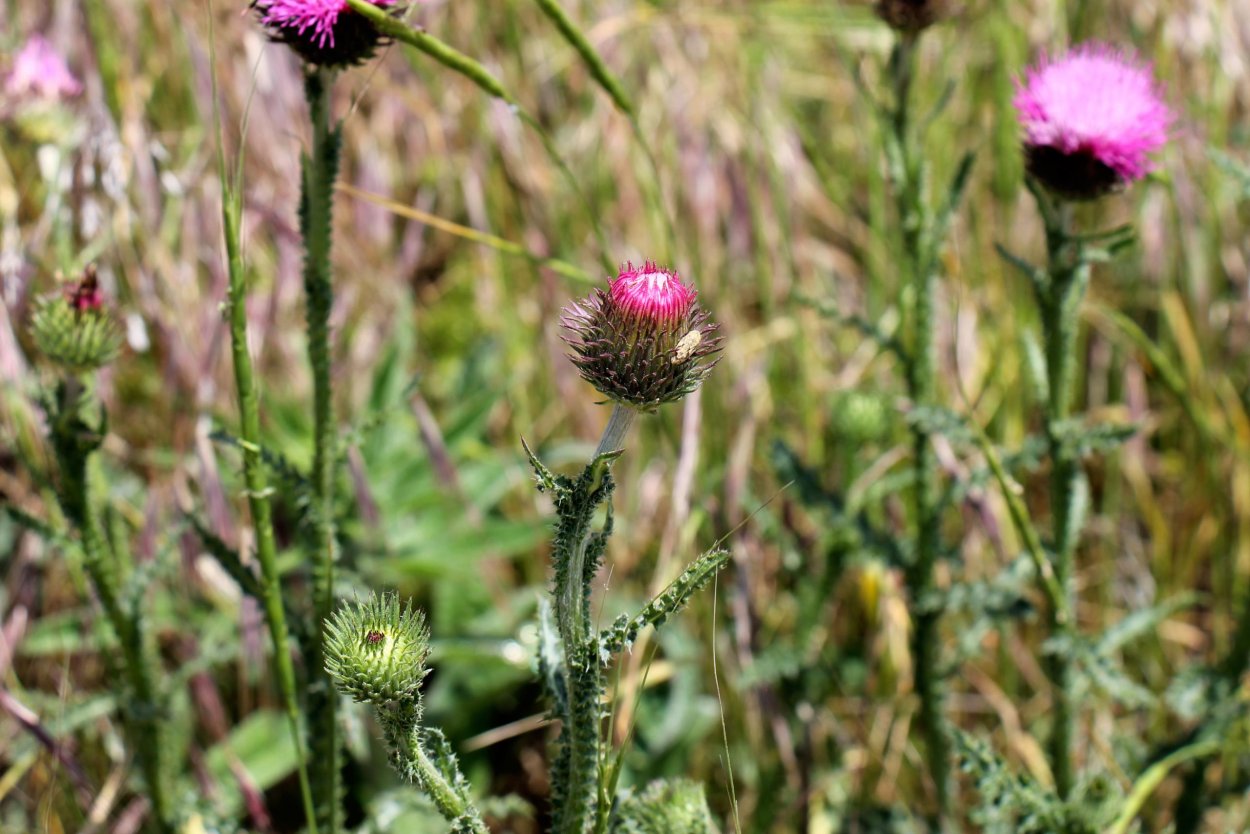 Травы растение Кубани