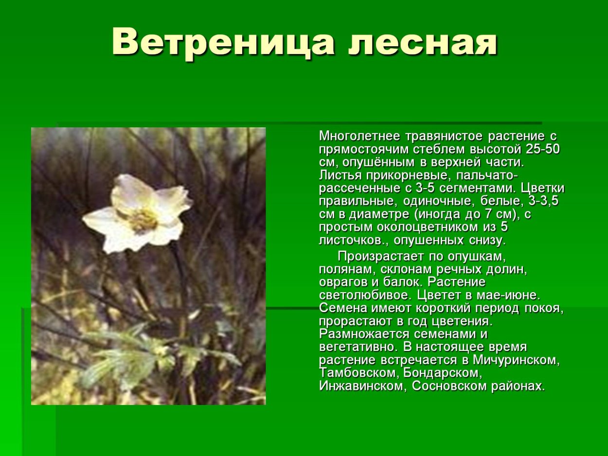 Долина лотосов на Кубани