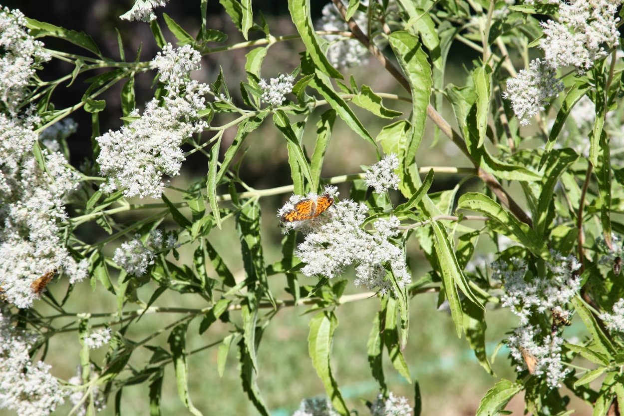 Полезные растения для кроликов