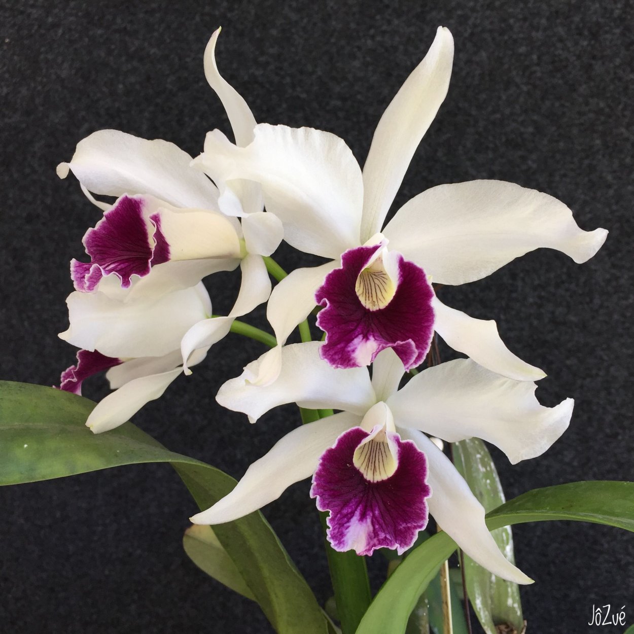 Purpurata Орхидея