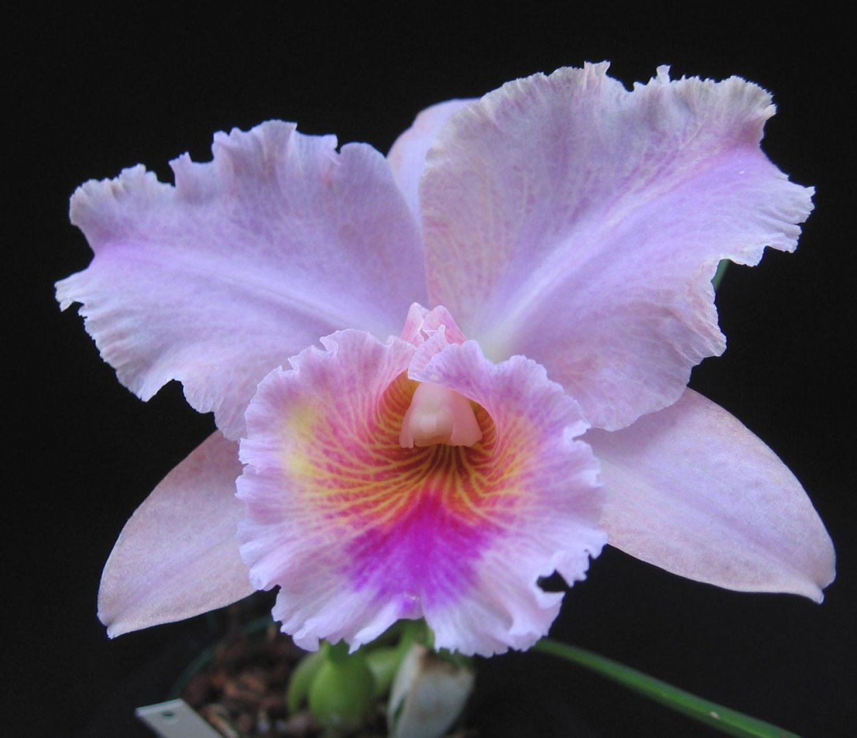 Cattleya Flower