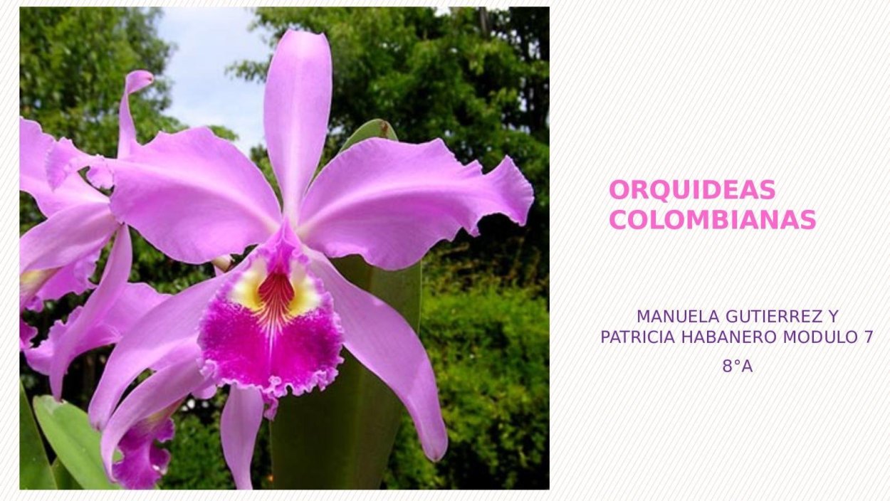 Королевская Орхидея фаленопсис