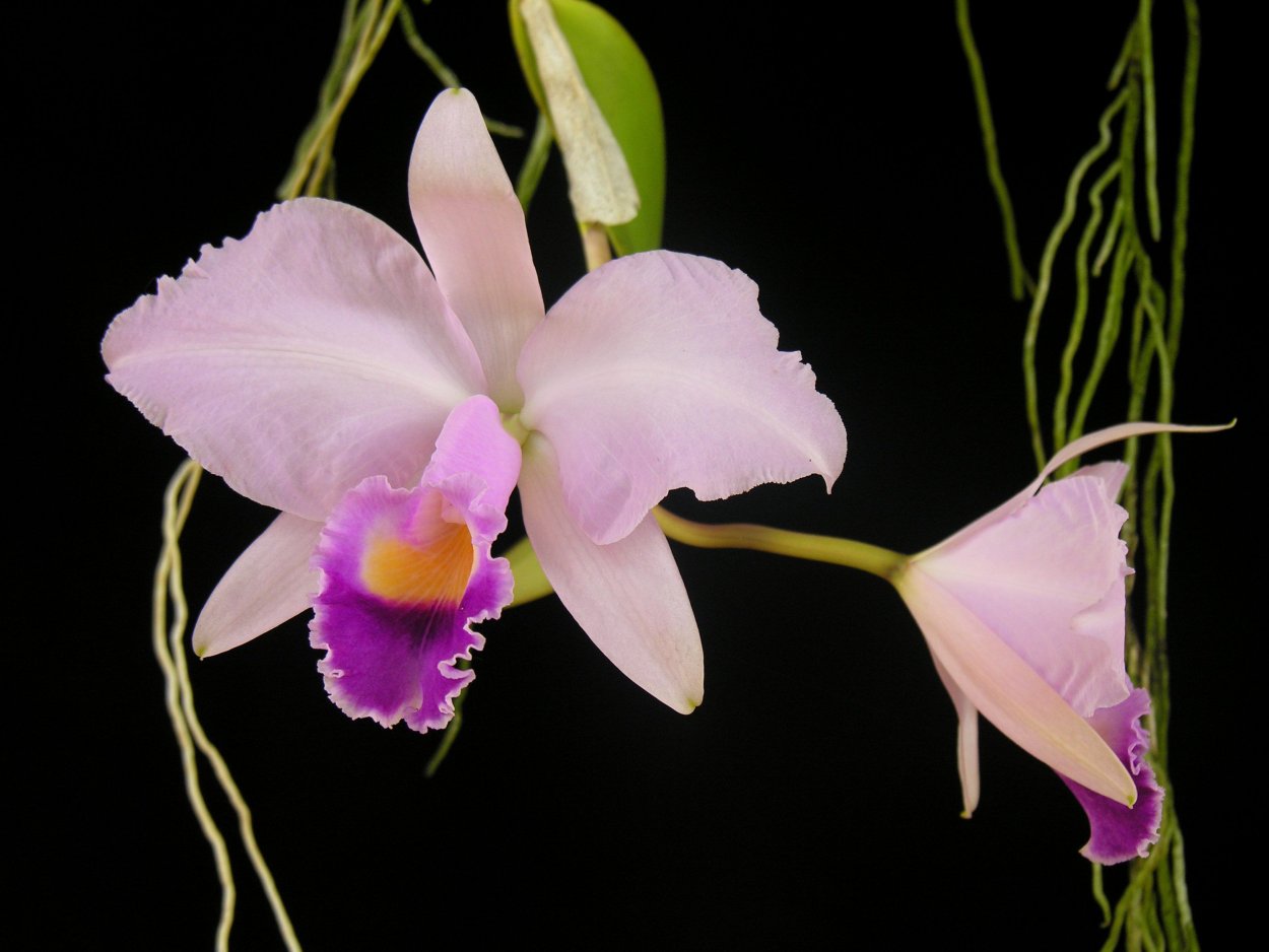 Каттлея trianaei