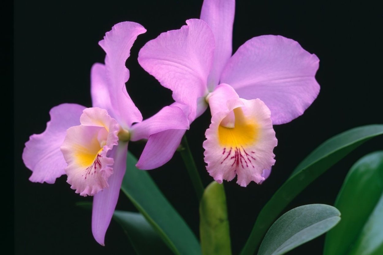 Каталея вифибабра