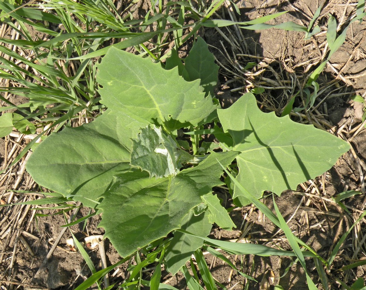 Лебеда Садовая (Atriplex Hortensis)