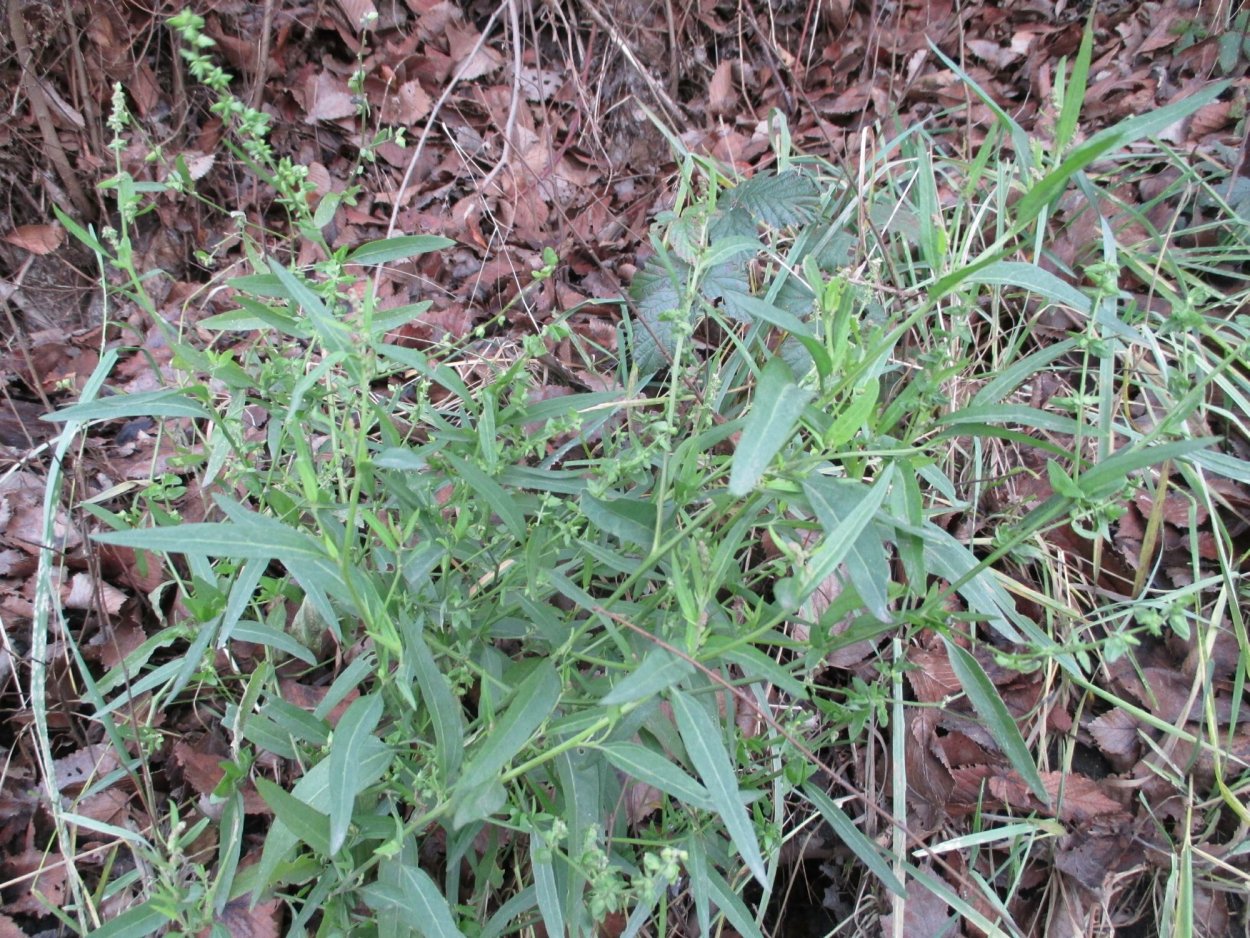 Осот . Пырей . Лебеда