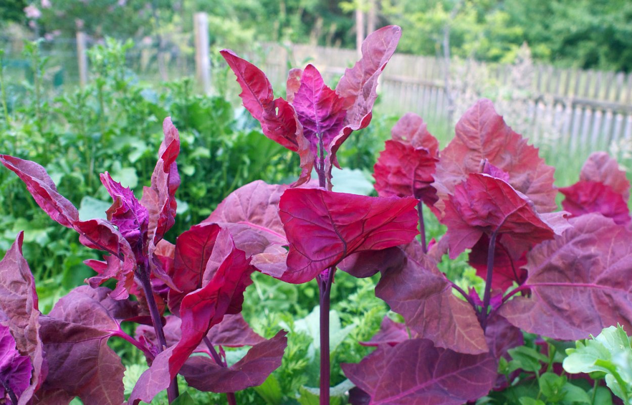 Сорные растения лебеда