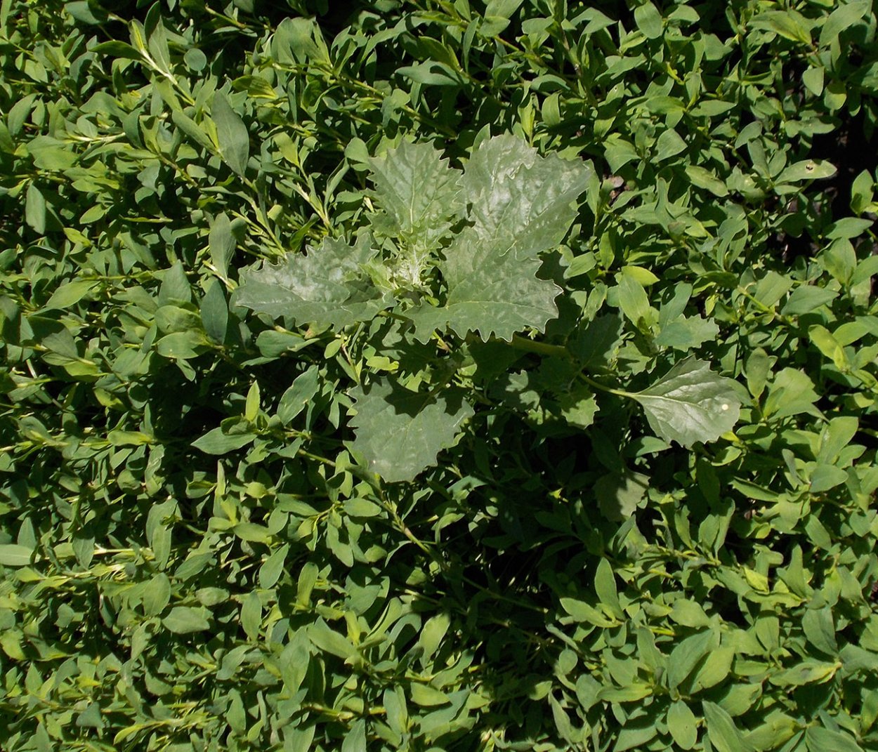 Лебеда Садовая