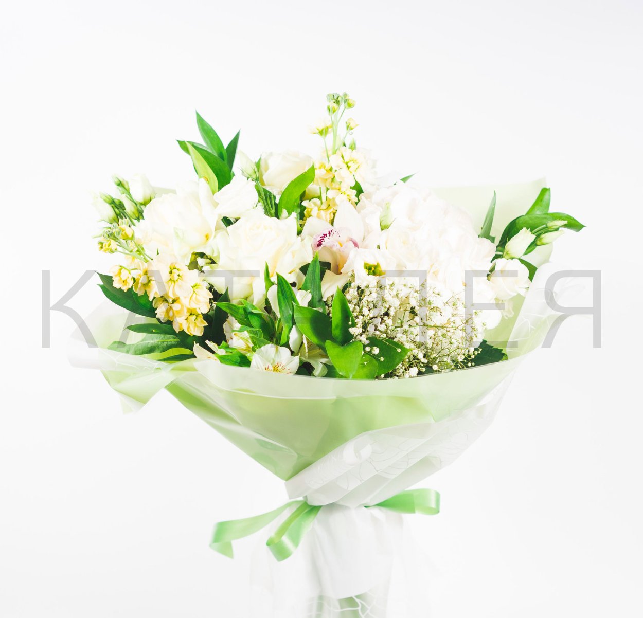 Фаленопсис Шармель