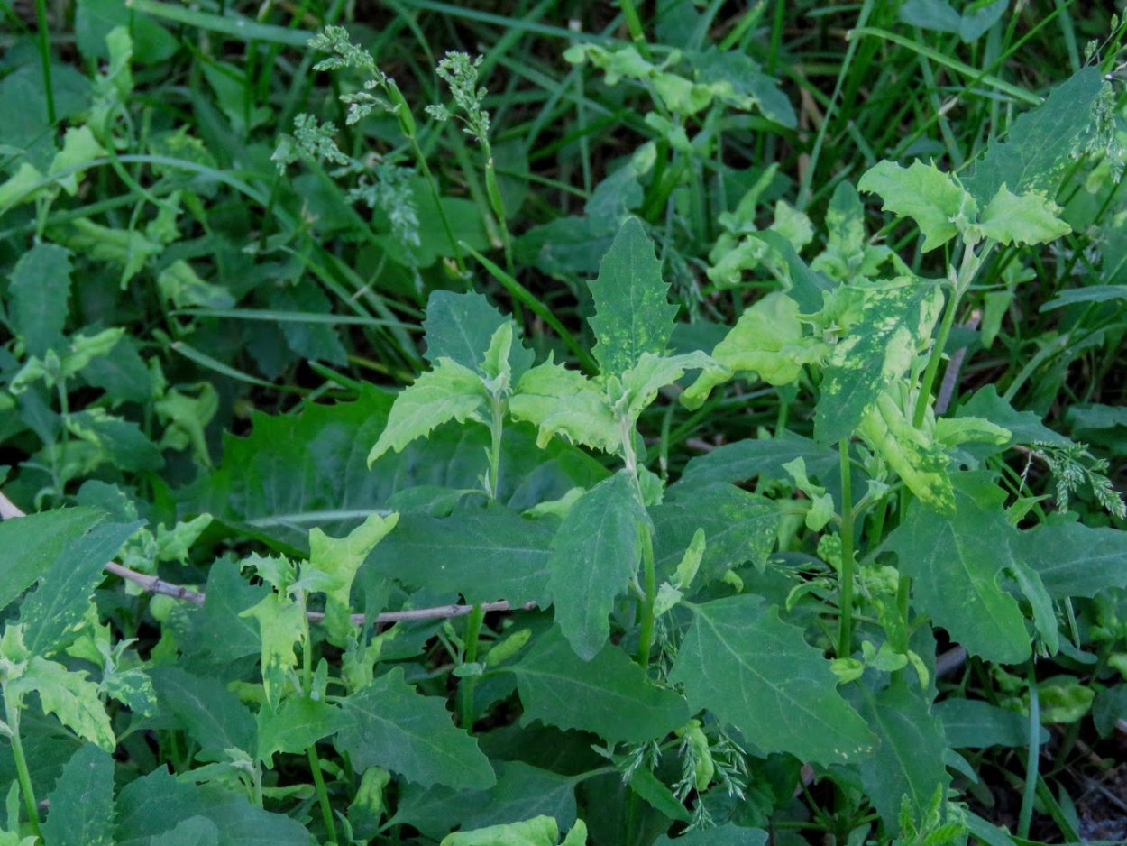 Лебеда (Atriplex)