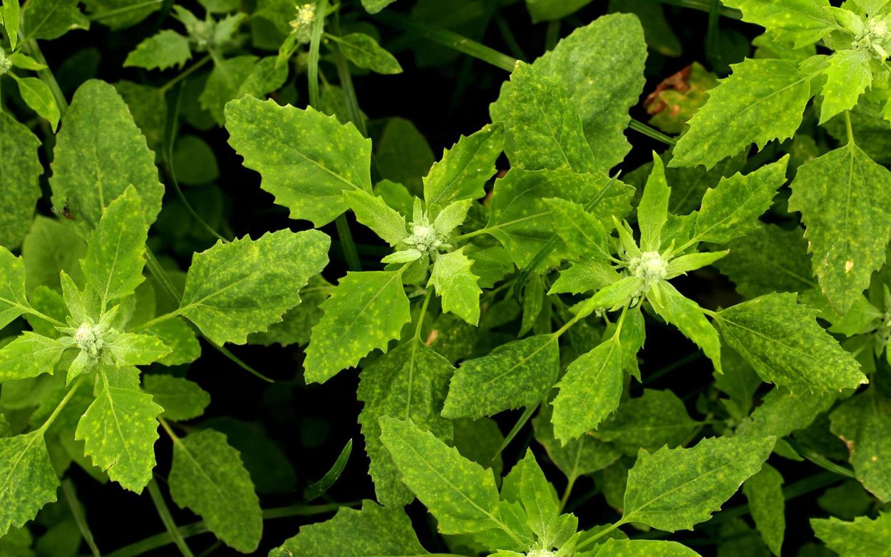 Марь белая лебеда