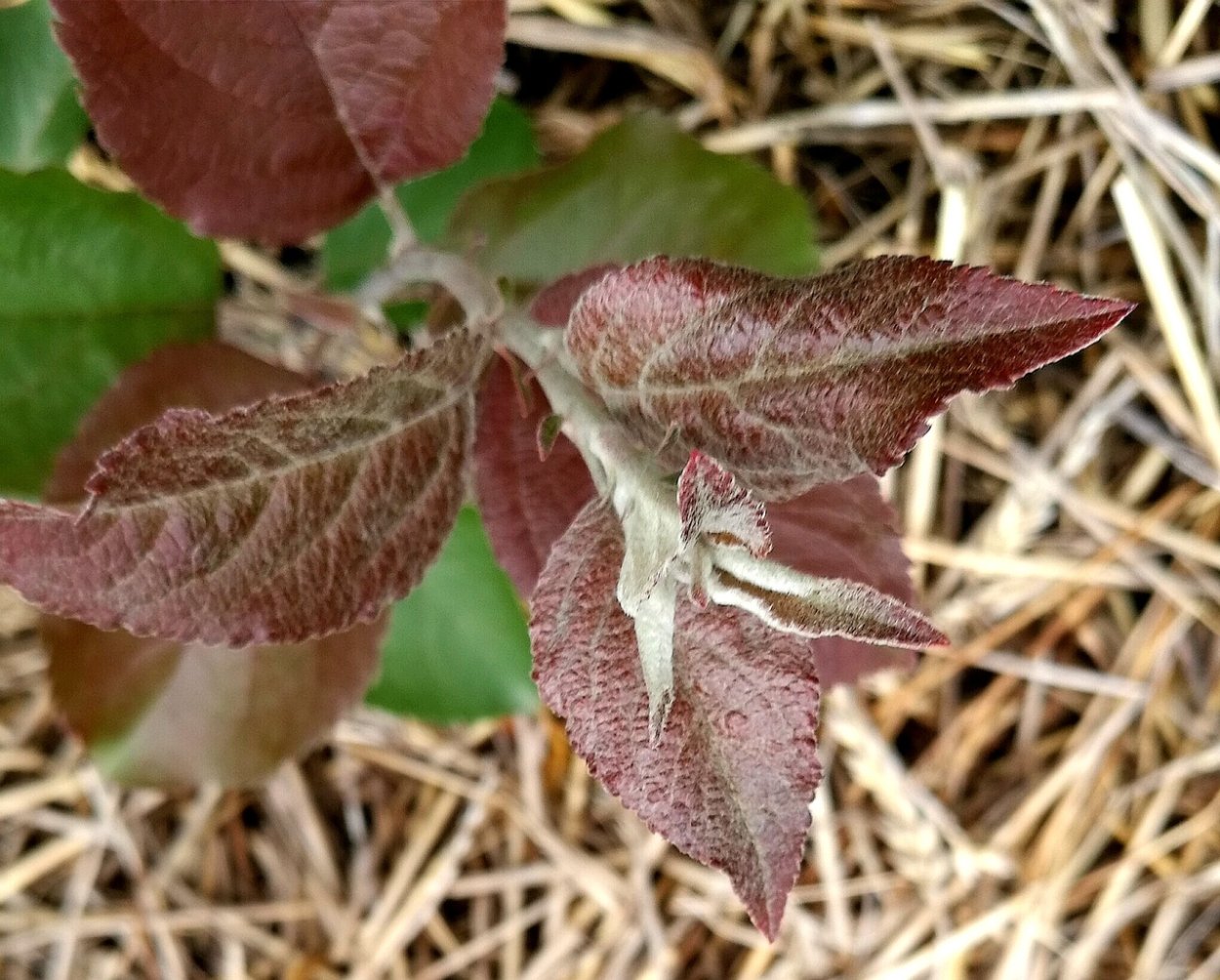 Лебеда краснолистная