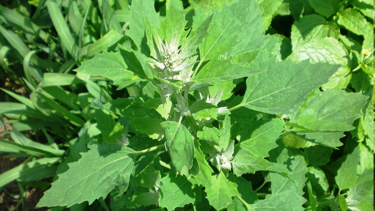 Лебеда лекарственное растение