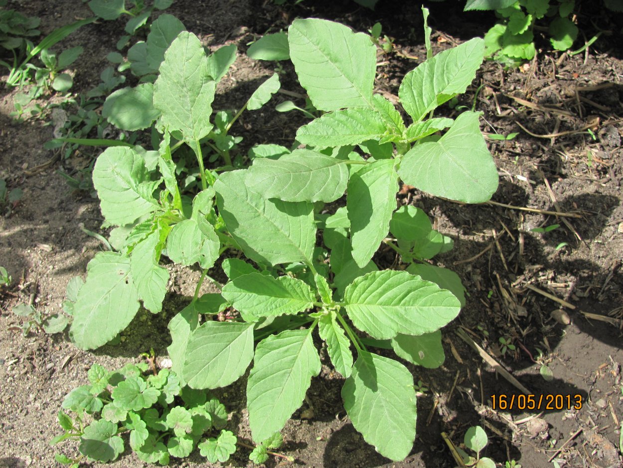 Лебеда (Atriplex)