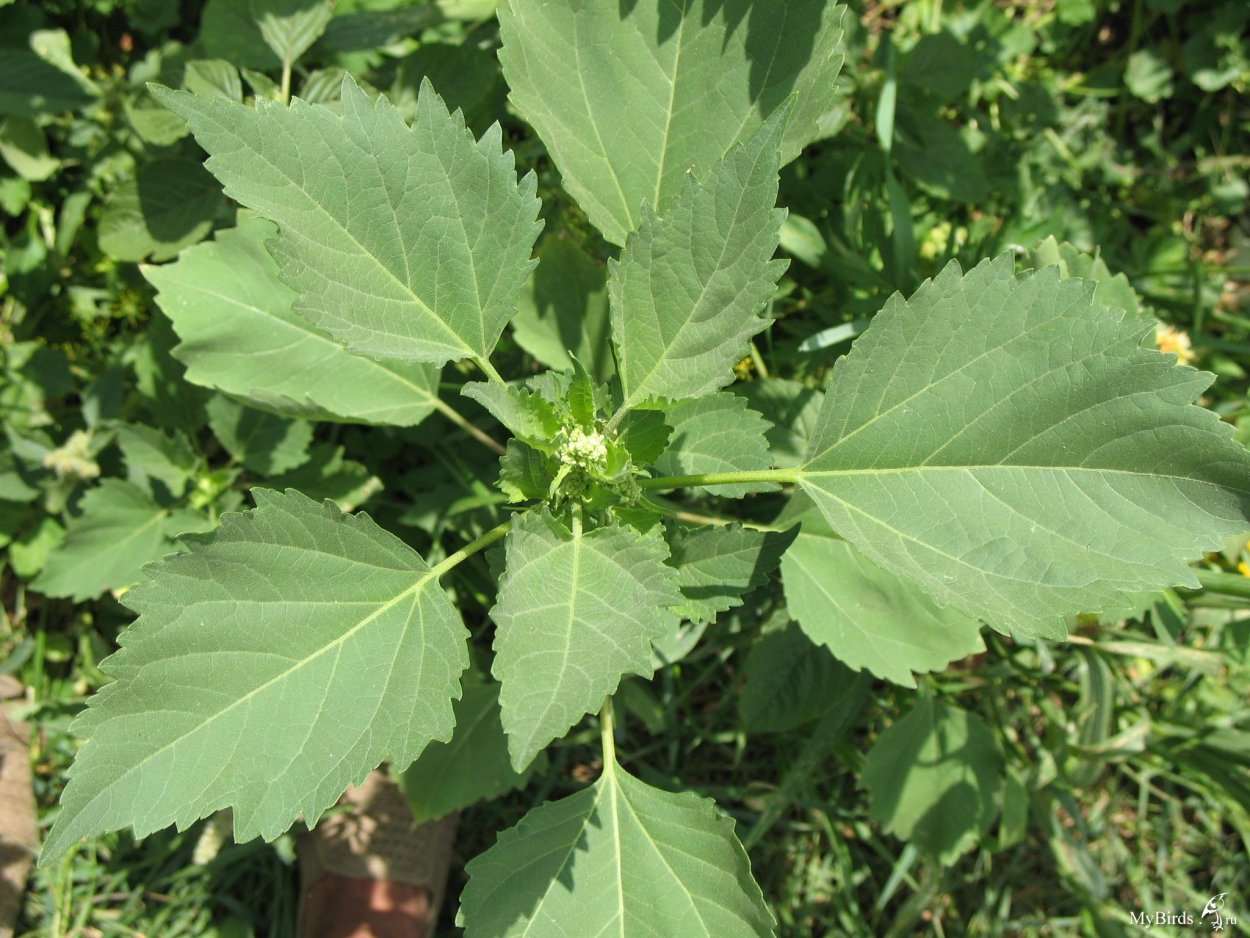 Chenopodium Anthelminticum