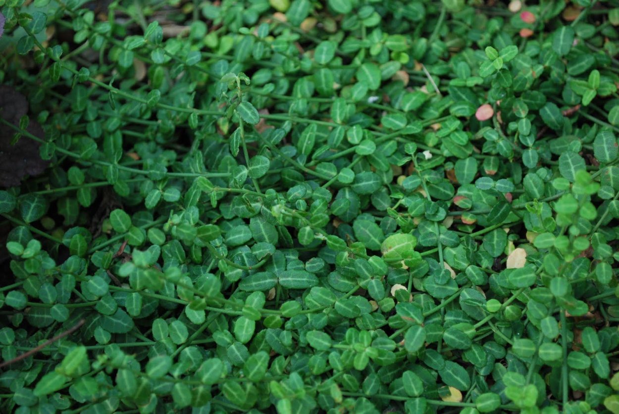 Вербейник монетчатый Луговой