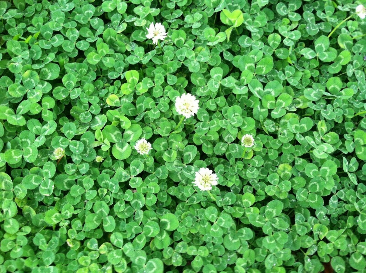 Мята ползучая газон