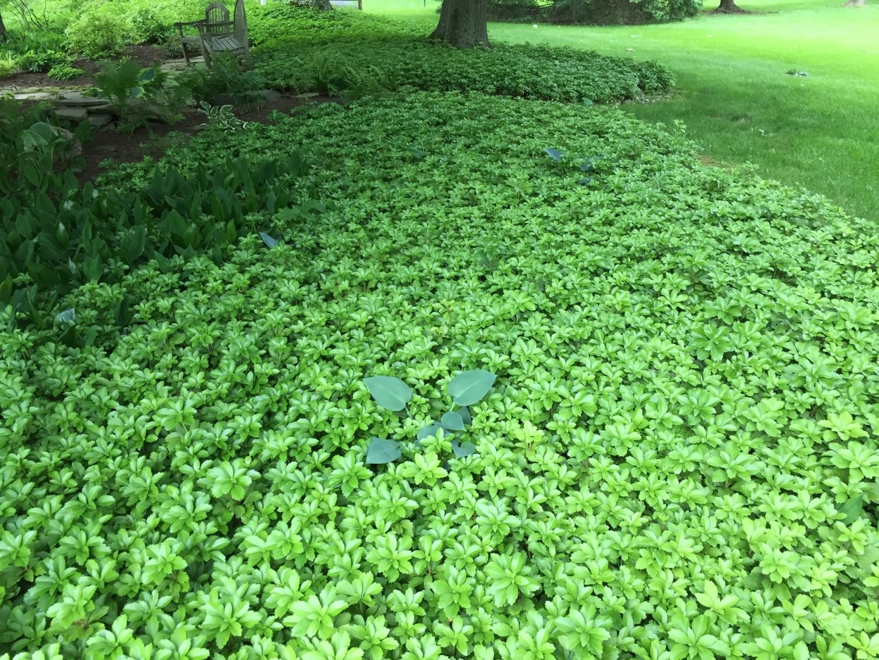 Горец птичий Polygonum aviculare всходы