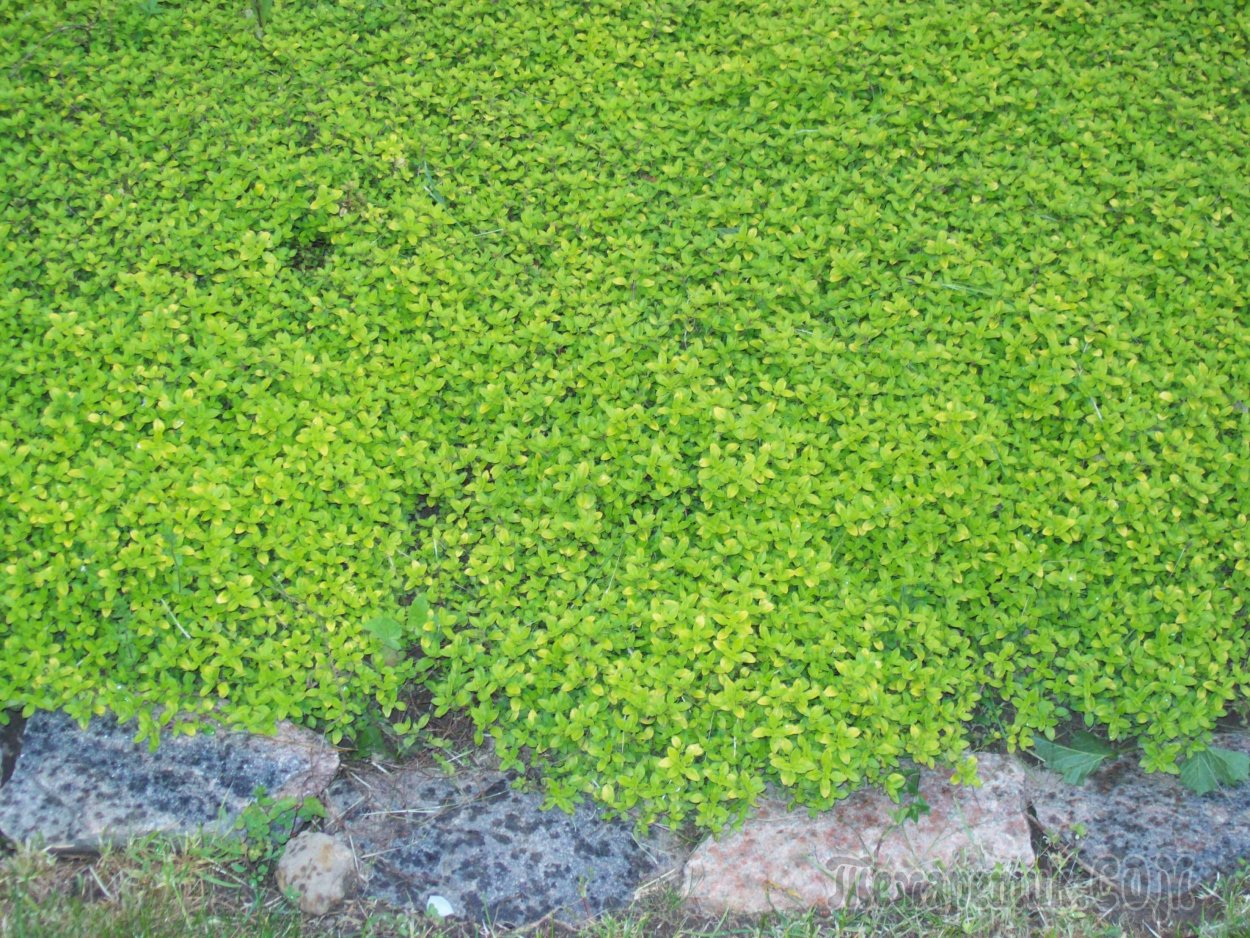 Седум Лизард