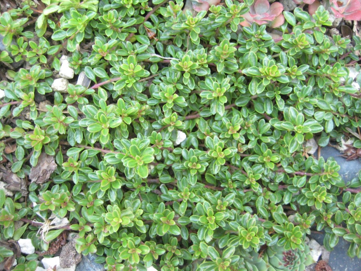 Сорняк Чарли ползучий