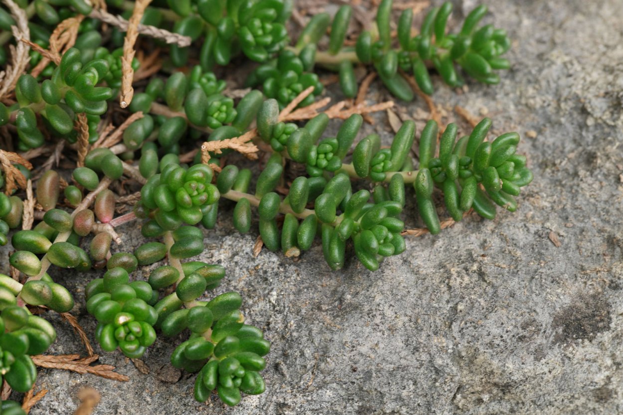 Почвопокровные многолетники чабрец