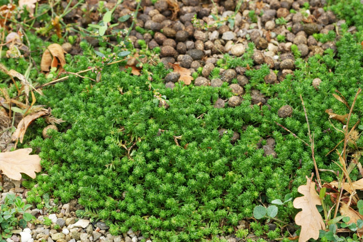 Вербейник монетчатый (Lysimachia nummularia)