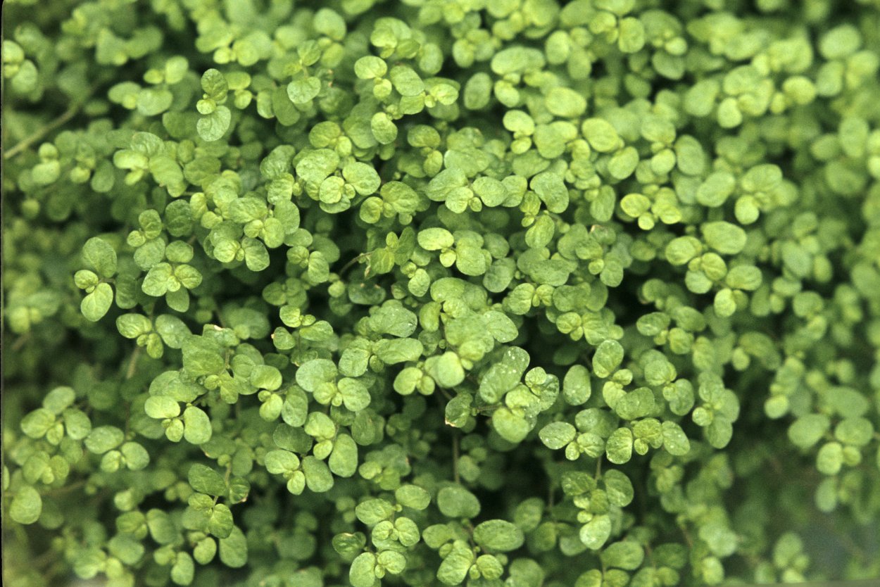 Cotoneaster microphyllus