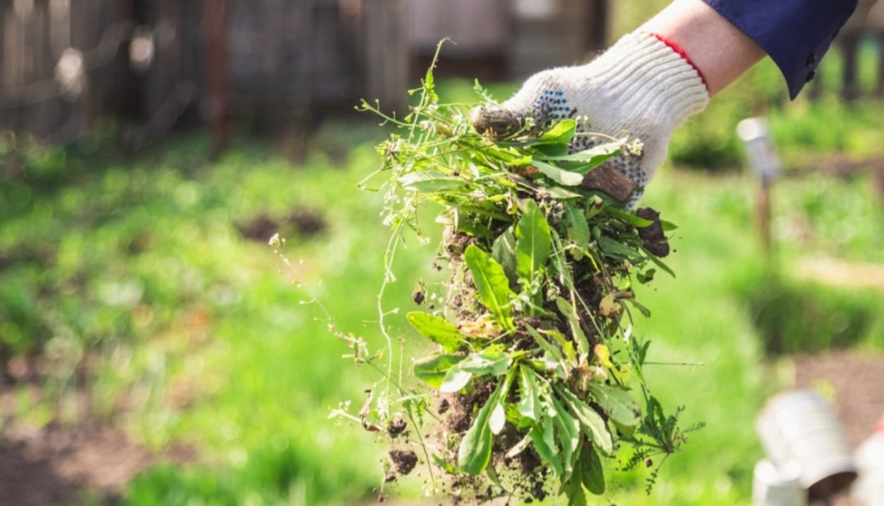 Борьба с сорняками