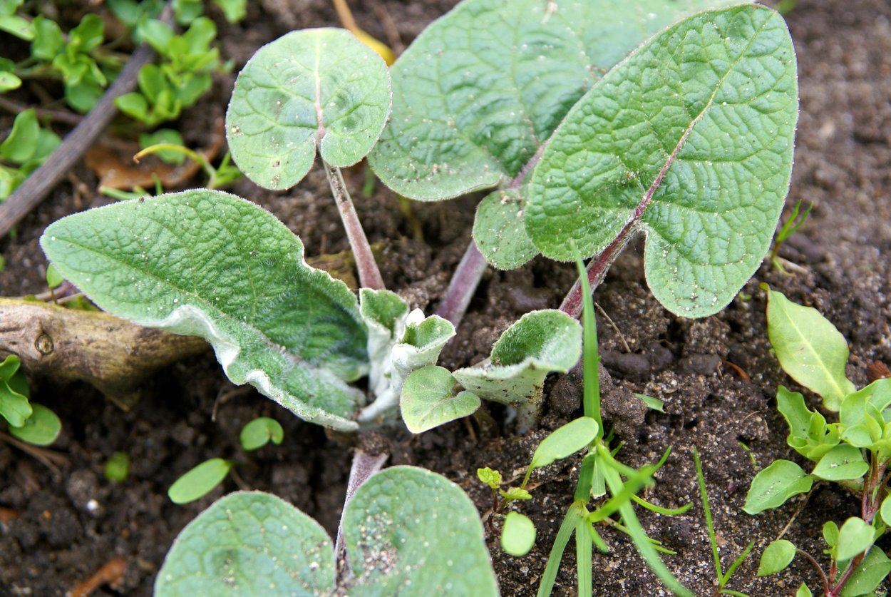 Сорняк похожий на редиску