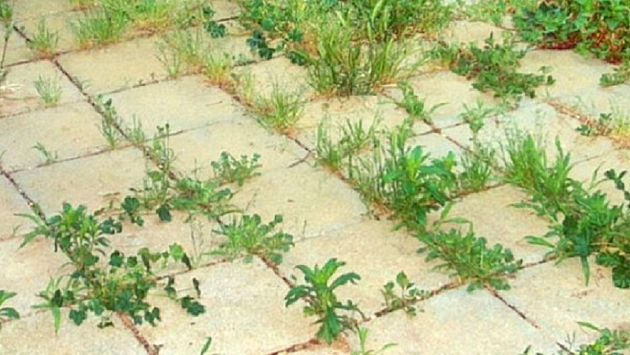 Сныть — злостный сорняк